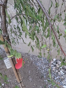 Trauerbirke Betula pendula youngii Hängebirke Stammhöhe 60 - 80 cm Kunden-Foto 3