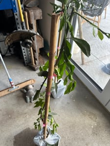 Drzewko klementynowe Hernandina 120–150 cm – śródziemnomorskie drzewko cytrusowe, odporne na zimę i samozapłodne, słodkie klementynki do ogrodu i na taras Zdjęcie produktu od klienta nr 2