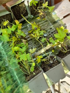 6x Delphinium (P) M.Fount.Pure White P9H20 Kunden-Foto 1