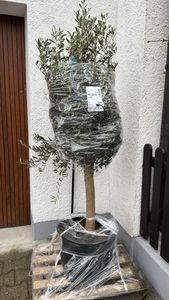 winterharter XXL Olivenbaum  50 Jahre, extra dicke Stämme, winterhart Kunden-Foto 7