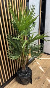 XXL winterharte Palme Hanfpalme 160-220 cm -18 °C Trachycarpus Fortunei Kunden-Foto 7