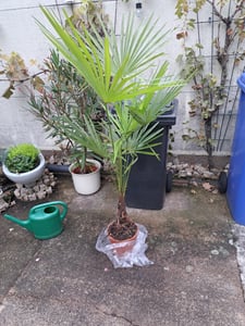 Extrem Frostharte Trachycarpus geminisectus bis zu130cm Frosthart bis -19 Grad Kunden-Foto 6