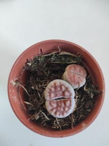Lithops – „Lebende Steine“ – mehrere Pflanzen in 8,5 cm Töpfen Kunden-Foto 1