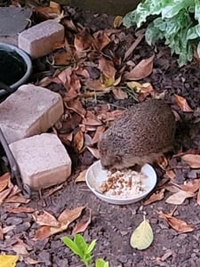 5 kg Lyra Pet® Soldatenfliegenlarven Kunden-Foto 3