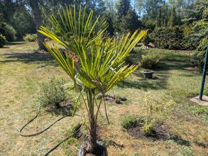 XXXXL 210 - 230 cm Trachycarpus fortunei Hanfpalme, winterharte Palme bis -18°C Kunden-Foto 17