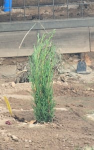 BALDUR Garten 1x Echte Toskana 'Säulen-Zypresse', Pflanze im 9x9 cm-Topf, Cupressus sempervirens pyramidalis, Mittelmeer-Zypresse, winterhart, pflegeleicht, Wasserbedarf gering Kunden-Foto 2