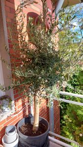 Olivenbaum Olive "Angebot" 150 - 180 cm, beste Qualität, winterhart, Olea Europaea Kunden-Foto 45