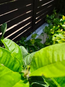 Buddha's Vinger Citroen, 130–170 cm, citrusplant, exotisch, geurig, gedeeltelijk winterhard, citroenboom voor tuin, balkon of pot Klantenfoto 5