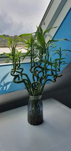 Lucky Bamboo - Set de 6 - Dracaena sanderiana - Hauteur 40-50cm - ⌀2cm Photo du client 1