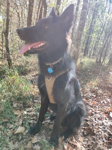 Pettorina anti-fuga per cani da guardia Winhyepet XL Foto del cliente 1