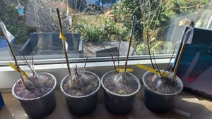 BALDUR Garten 2x Flieder des Südens, Pflanzen im 1,5-Liter Containertopf, blüht im Beet & Kübel sehr üppig & sehr lang, pflegeleicht, äußerst winterhart, dekorative, rote Herbstfärbung der Blätter Kunden-Foto 1