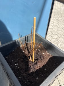 BALDUR Garten 1x Rispenhortensie 'Little Hottie', Pflanze im 9x9 cm-Topf, winterhart bis -25 °C, duftende Blüten, sehr robust, pflegeleicht, blühend, Hydrangea paniculata Kunden-Foto 1