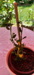 BALDUR Garten 1x Immergrüne Säckelblume Blauer Ceanothus, im 13 cm-Topf, Pflanzensorte 'Blue Mound', Kalifornischer Flieder winterhart, trockenresistent, pflegeleicht, Wasserbedarf gering, blühend Kunden-Foto 1