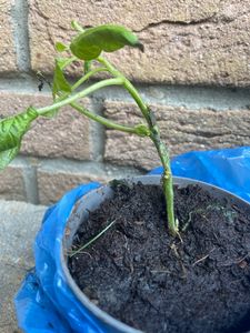 Solanum Pepino Gold 20-40 cm – Plante de poire-melon, plante fruitière exotique, saveur douce et aromatique, pour pot ou jardin Photo du client 3