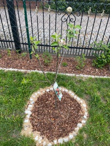 Terrassenobst Apfel Kleinobst Balkon Terrasse Apfelbaum Obstbaum viele Sorten, Terrassenobst:Apfel Klarapfel Kunden-Foto 2