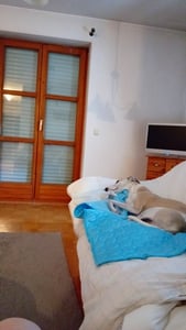 100x 70cm Kühlmatte für Katze Hunde, Haustier Eismatte Hundematte, Bett Kühldecke, Waschbar Haustiere Kühlkissen, blau Kunden-Foto 4