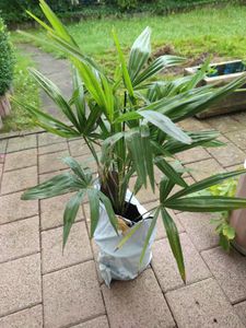 Seltene Trachycarpus Wagnerianus Hanfpalme bis 120 cm Höhe Frosthart bis -19 Grad Kunden-Foto 11