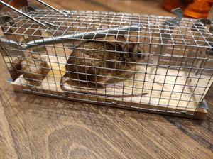Trappola per topi viva - 4 pezzi - Rispettosa degli animali e riutilizzabile - Realizzata in legnosostenibile - Pronta per l'uso immediato Foto del cliente 1