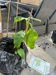 2 Stück Bananenstaude Musa Basjoo 60 - 80 cm winterhart Staude japanische Faserbanane Kunden-Foto 5