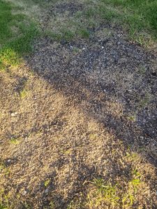 1 kg Rasensamen trockenresistent dürreresistent für Trockenrasen & Schattenrasen Samen Grassamen schnellkeimend, 40m², ideal für Neuansaat und Nachsaat, Rasensaat Grassamen Kunden-Foto 3