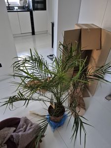 Zwerg-Dattelpalme 110 cm Phoenix Roebelenii Kunden-Foto 2