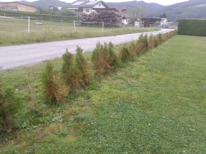 Thuja occidentalis Smaragd 80-100 cm SMARAGD LEBENSBAUM Kunden-Foto 13