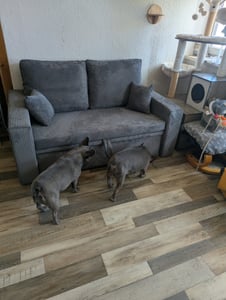 Sofa AIKIDO 150x85 - mit schlaffunktion - Farben zur Auswahl - modernen Sofa - mit Bettkasten - Moderner Cordstoff - Stoff POSO 047 Olivgrün Kunden-Foto 20