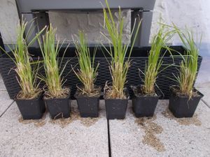 Amerikanisches Pampasgras 1 Stück  P9 20-50 cm Cortaderia selloana Rosea Kunden-Foto 1