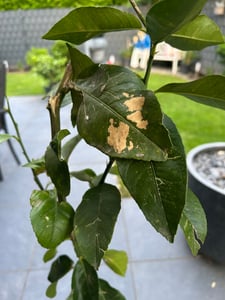 Drzewko cytrynowe Zagara Bianca 100–140 cm – Citrus limon, pachnące kwiaty, jadalne owoce, śródziemnomorska roślina doniczkowa, mrozoodporna w ograniczonym zakresie Zdjęcie produktu od klienta nr 2