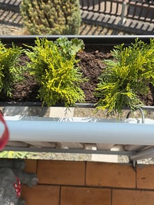 Thuja occidentalis 'Smaragd', Lebensbaum, immergrün, 20–40 cm Kunden-Foto 1