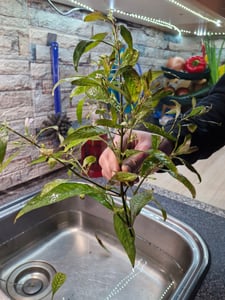 Mutterpflanze Aquariumpflanze Hygrophila 'Siamensis' XL AquaOne Deko Nr.353A XL Kunden-Foto 6
