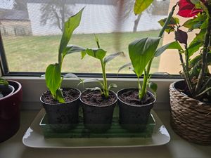 Bananowiec - 3 szt - Musa basjoo - Wysokość 25-40cm - ⌀9cm Zdjęcie produktu od klienta nr 4