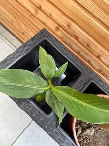 BALDUR Garten 1x Winterharte Bananen Pflanze 'rot', Pflanze im 12 cm-Topf, Musa Basjoo Red Bananenpflanze, Bananenbaum, mehrjährige und winterharte Staude, Bananen-Früchte essbar Kunden-Foto 1