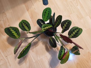 Bloomique - Maranta Tricolor - Gebetspflanze - Zimmerpflanzen - Luftreinigend - Höhe 10-15 cm - Topf 12 cm Kunden-Foto 1