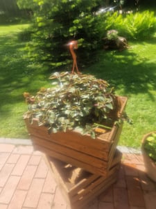 12 Stück Massive Obstkisten   !! weinkisten apfelkisten Holzkisten Vintage Kunden-Foto 4