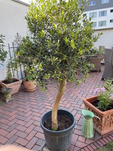 Olivenbaum Olive "Angebot" 150 - 180 cm, beste Qualität, winterhart, Olea Europaea Kunden-Foto 56