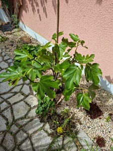Feigenbaum - hell UND dunkel - in 1 Topf, Obstbaum, winterhart, Ficus Carica, Feige Kunden-Foto 9