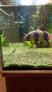 Aquarium Sauger, Mulmsauger Aquarium Elektrisch, Bodengrund Reinigen,Elektrische Mulmsauger mit Dreifacher Filtrierung für Wasserwechsel Sandreinigung Kunden-Foto 4