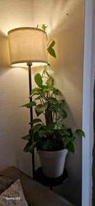 Scindapsus aureum am Moosstab, im 15cm Topf, Efeutute, Höhe ca. 50cm Kunden-Foto 1