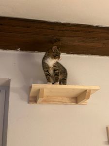 Parete di arrampicata Sdraietta per gatti Sdraietta per gatti Letto per gatti Scaffale per gatti a parete XXL 9965 Foto del cliente 2