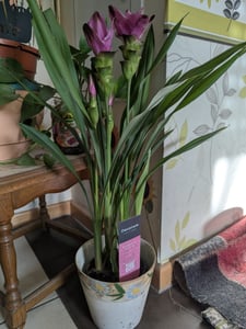 Bloomique - Curcuma Siam - Curcuma ornemental - Plante d’intérieur - Dépolluante - Floraison - Hauteur 40-50 cm - Pot 14 cm Photo du client 1