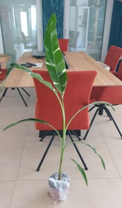 Banane Musa Florida Variega 35cm Rarität Kunden-Foto 1