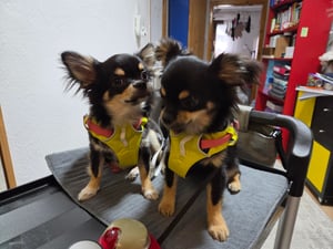 Ruffwear Flagline Geschirr, Farbe:Lichen Green, Größe:S Kunden-Foto 2