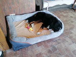 WISFOR Orthopädisch Hundebett Hundesofa Hundecouch Hundekissen große Hunde Schlafplatz, wasserfest waschbar Bezug abnehmbar L: 100x75x19cm Kunden-Foto 3