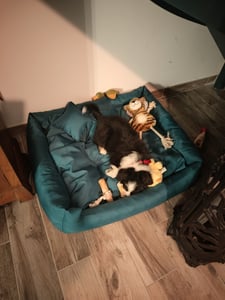 Hundebett NEO – Bequeme Hundeliege aus strapazierfähigem Stoff, langlebiges Hundekissen in hoher Qualität (XS - 55x45, Violett) Kunden-Foto 1