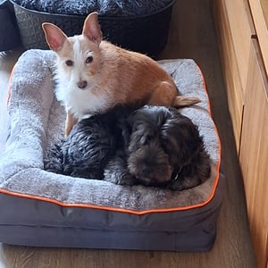 Orthopädisches Premium Hundebett mit Egg Foam, Hundesofa, Hundekissen, waschbar, flauschig, Bezug abnehmbar, waschbar, 71 x 58 x 17 cm, dunkelgrau (L) Kunden-Foto 1