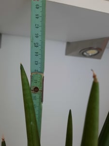 Sansevieria Cylindrica Straight ok. 40 cm Konopie kokosowe Język teściowej lepsze powietrze w pomieszczeniach Zdjęcie produktu od klienta nr 2