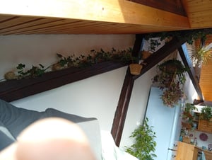 4 Stück Efeu Pflanze Hedera helix 180 - 200 cm Pyramide Säule winterhart Kletterpflanze Hecke Sichtschutz blickdicht Kunden-Foto 2