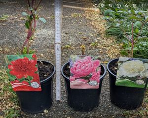 3 ks Paeonia Mix - Pivoňka - Keř - Odolný - ⌀09 cm -Sarah Bernardt, Alba Plena, Rubra Plena Fotografie od zákazníka č. 1
