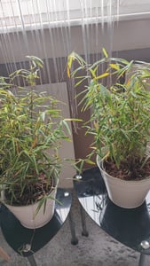 Cespugli di bambù - 2 Pezzi - Fargesia nitida 'Gansu' - Altezza 50-70cm - ⌀17cm Foto del cliente 1